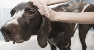 Hund baden und einschäumen