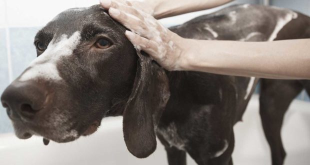 Hund baden und einschäumen